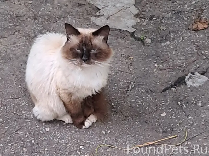 Найден сиамский кот или кошка, ул. Рябиновая