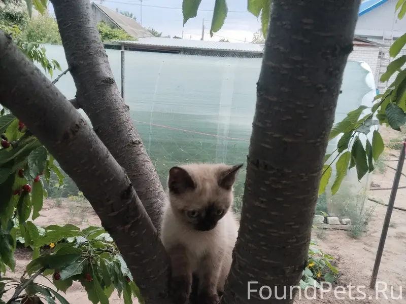 Пропал котёнок Филя, район Шанхая