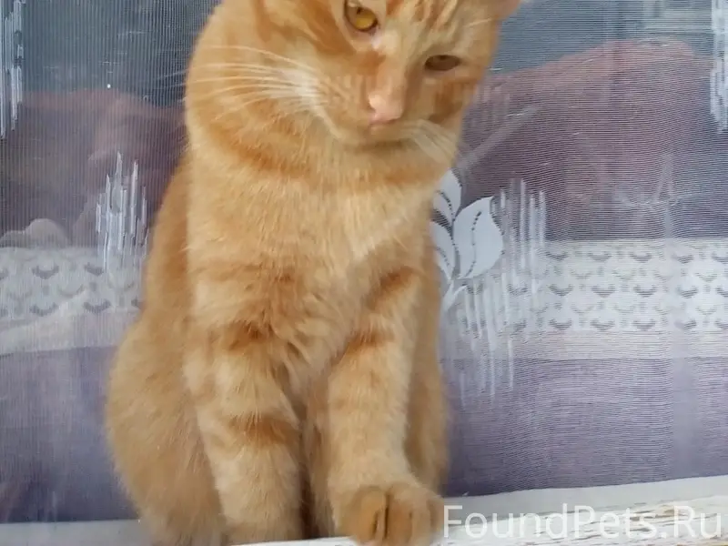 Пропал рыжий кот Рэй, район Расковой 10