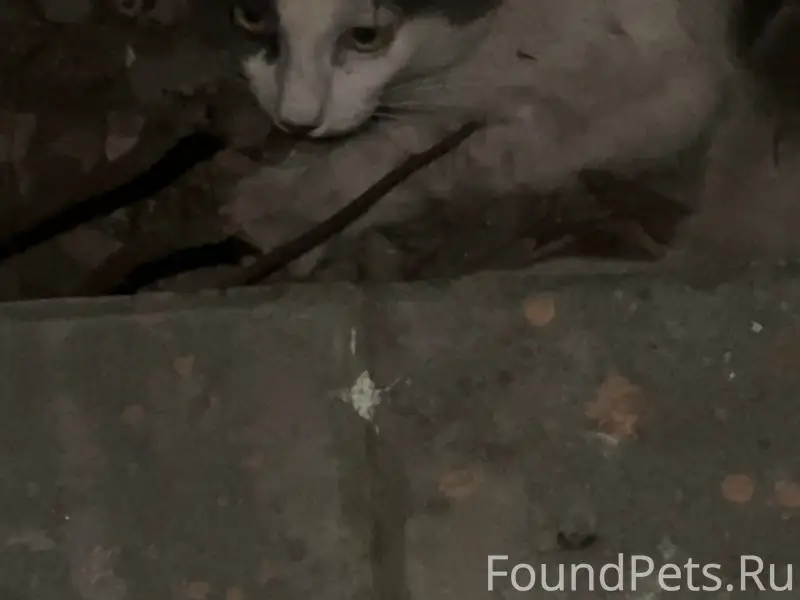 Найден кот, Пролетарский район