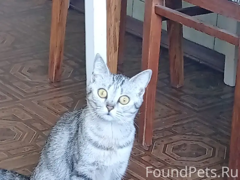 Пропала кошка, район магазина Ромашка
