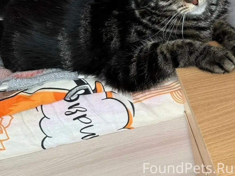 Пропал кот, 3 мкр