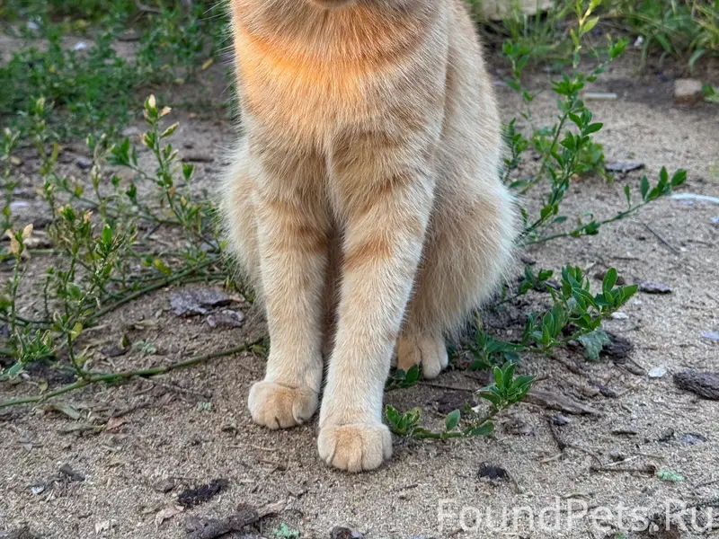 Найден кот, деревня Луговая