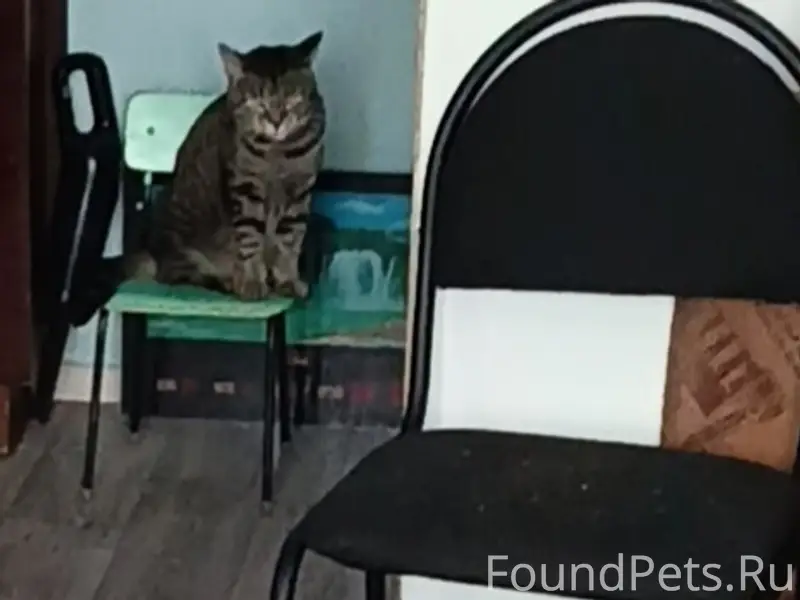 Пропал кот, район загубашки