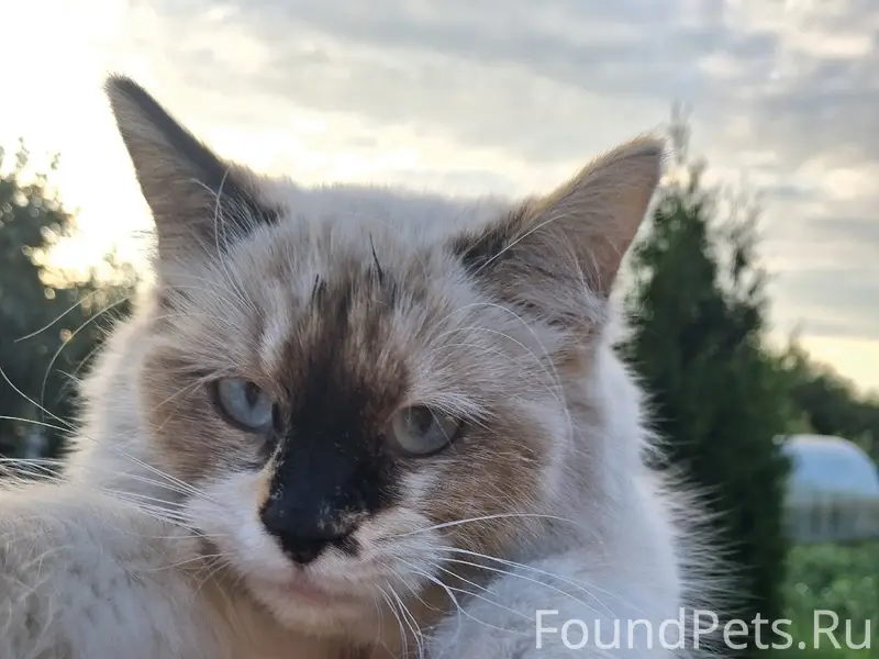 Найдена кошка, район ул. Квартальной