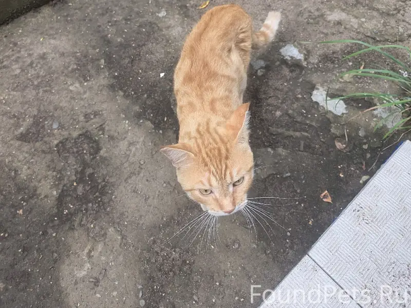 Найден кот, Пастухова 5