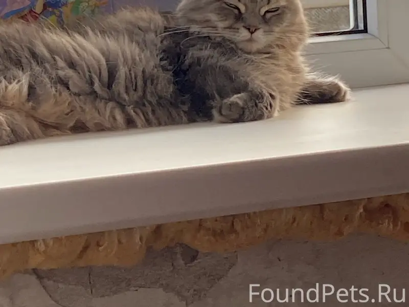 Пропала кошка Софа, район зелёного рынка
