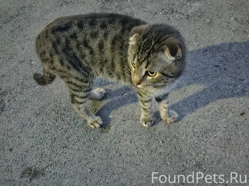Пропал вислоухий котик, Ленинский район
