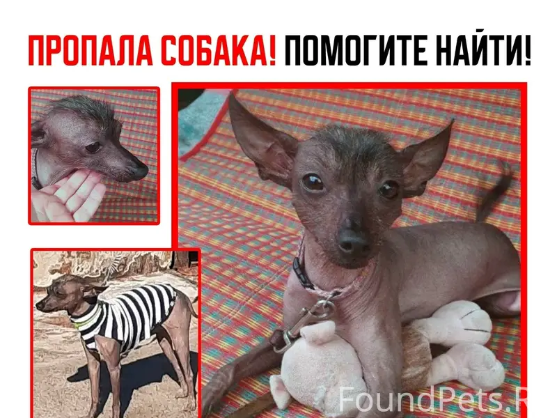 Пропала собака
