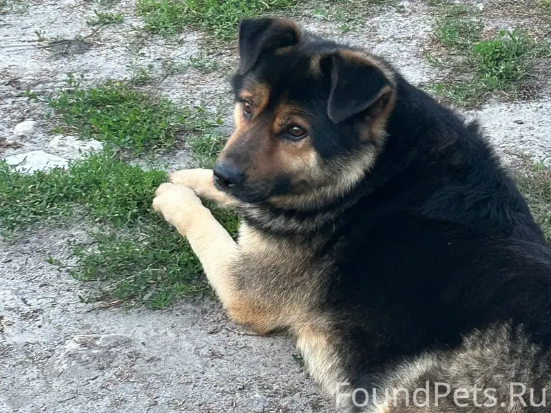 Найден пёс, с. Малое Пичаево