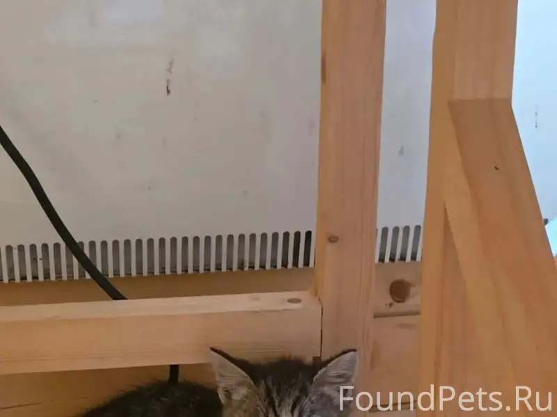 Найдены котята, на даче