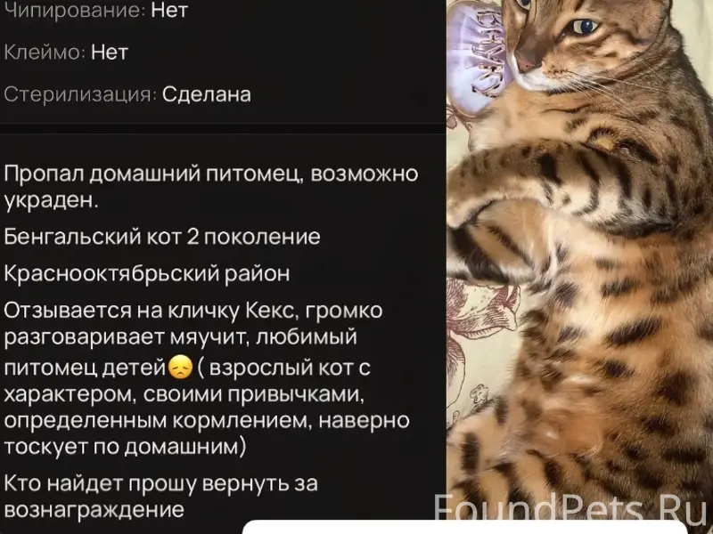 Пропал кот
