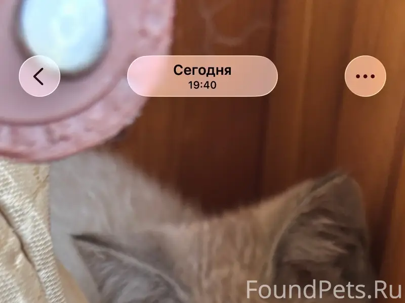 Найден котёнок, добрая семья