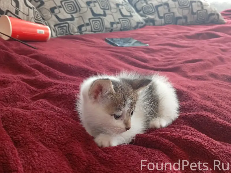 Найдена кошка с котятами, с. Сумбулово