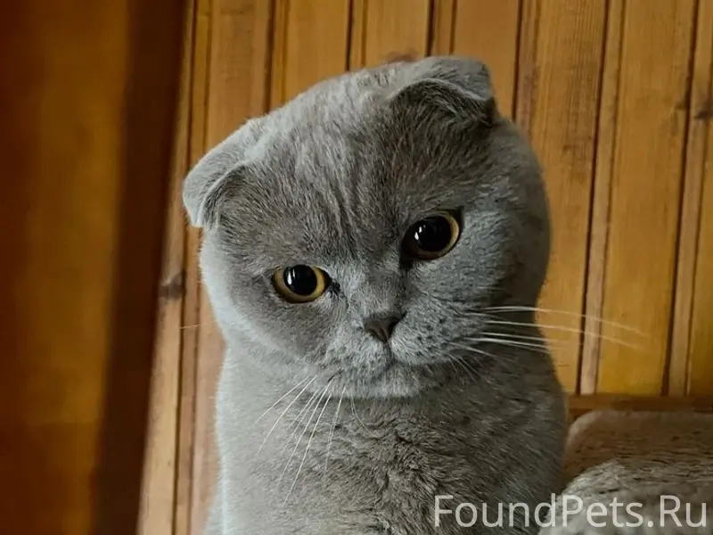Найден британский кот, улица Дружба