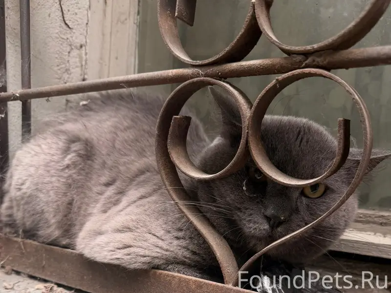 Найден кот, проспект труда 14