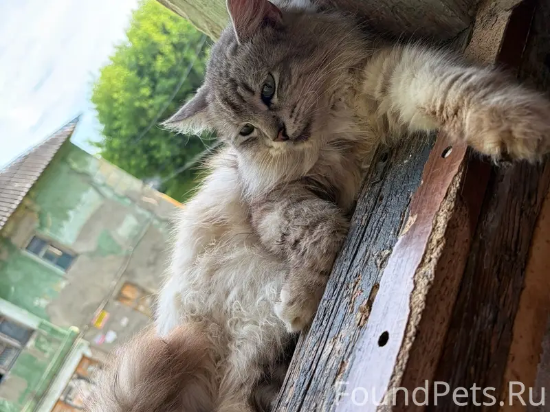 Пропал кот, переулок Суворова