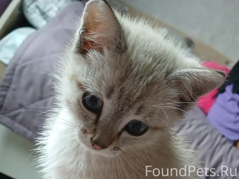 Пропал котёнок Митя, Прямая