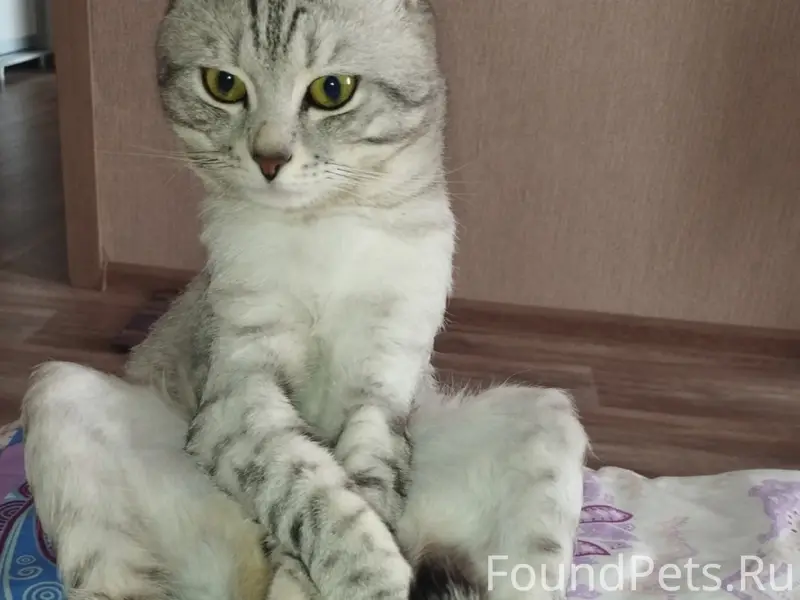 Пропал кот, район Северный