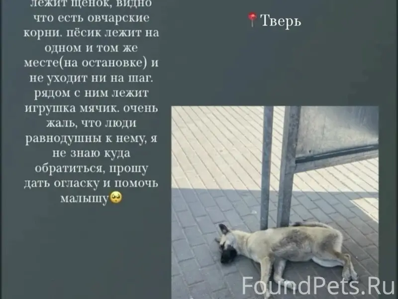 Найден пес, Литвинки