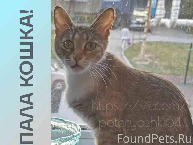 Пропала кошка Малинка, Заводской район Саратова