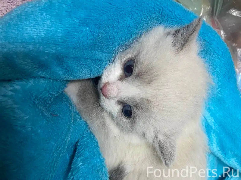 Найден сиамский котёнок, улица Калинина