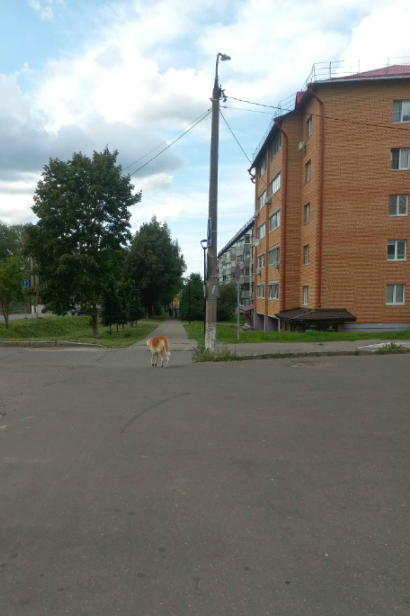Пропал пес, около пятёрочки на Базаева
