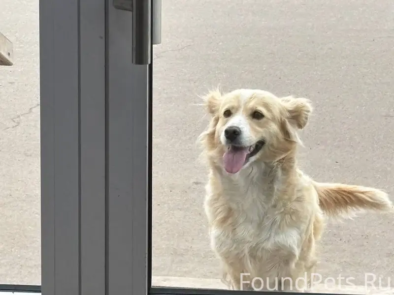 Пропала собака