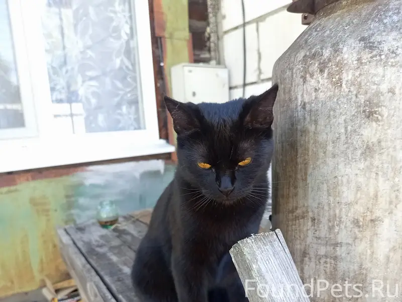 Пропал кот Чёрный, мрс