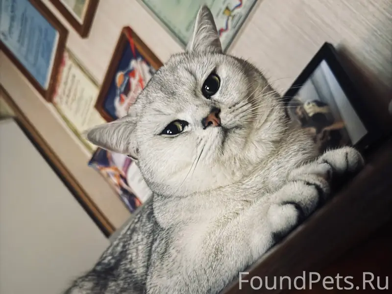 Пропал кот, Черёмушки