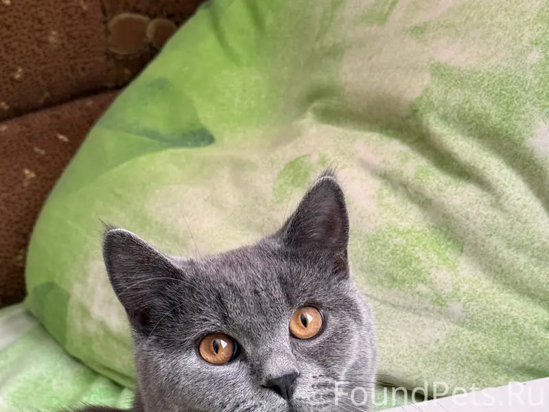 Пропал шотландский кот Кузя
