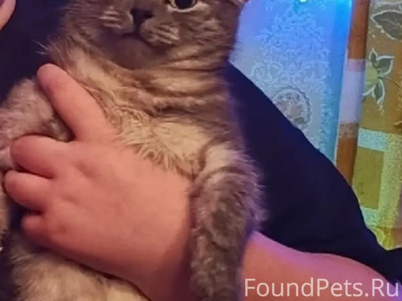 Пропал кот, Верхний Любаж