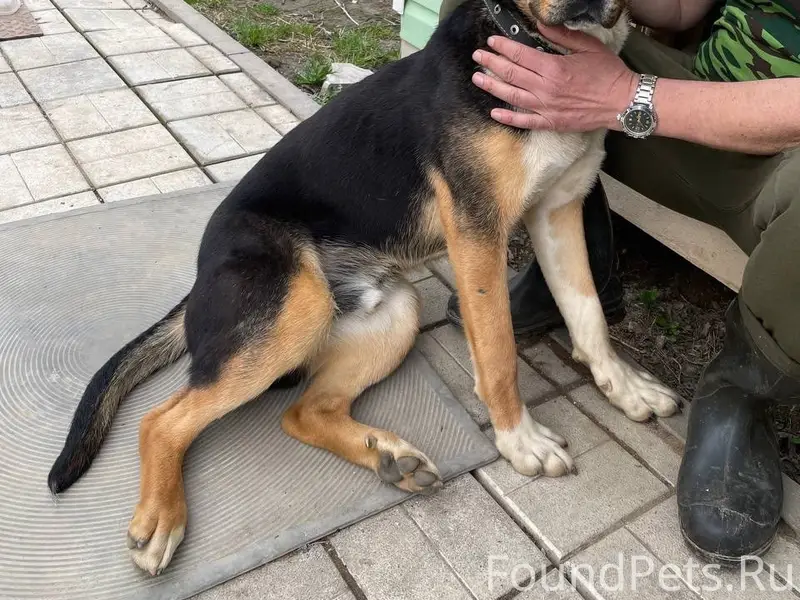 Пропал пёс