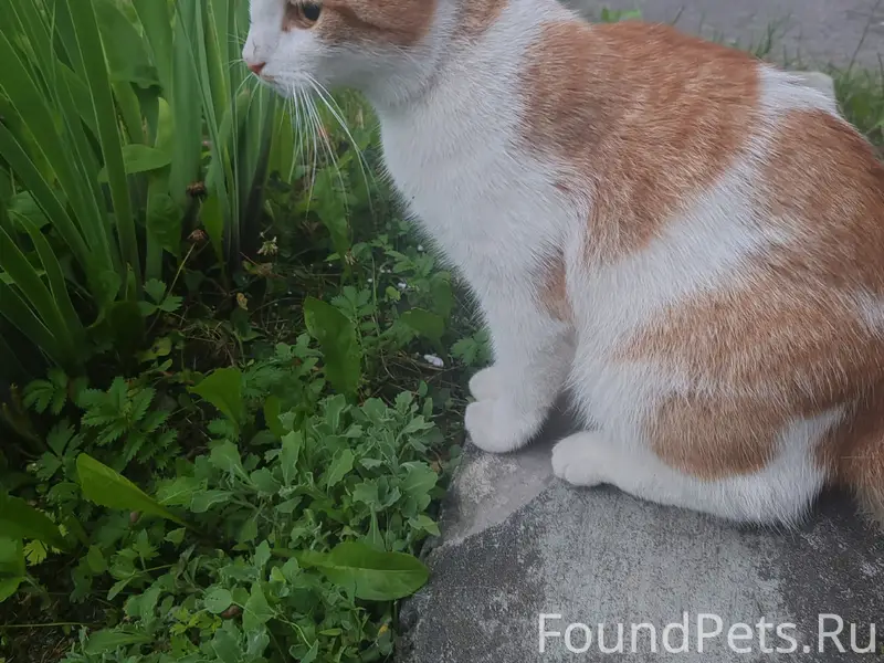 Найдена кошка, район Космонавтов