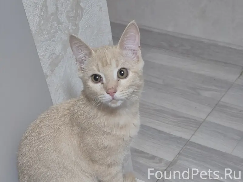Найден кот, Чурилово