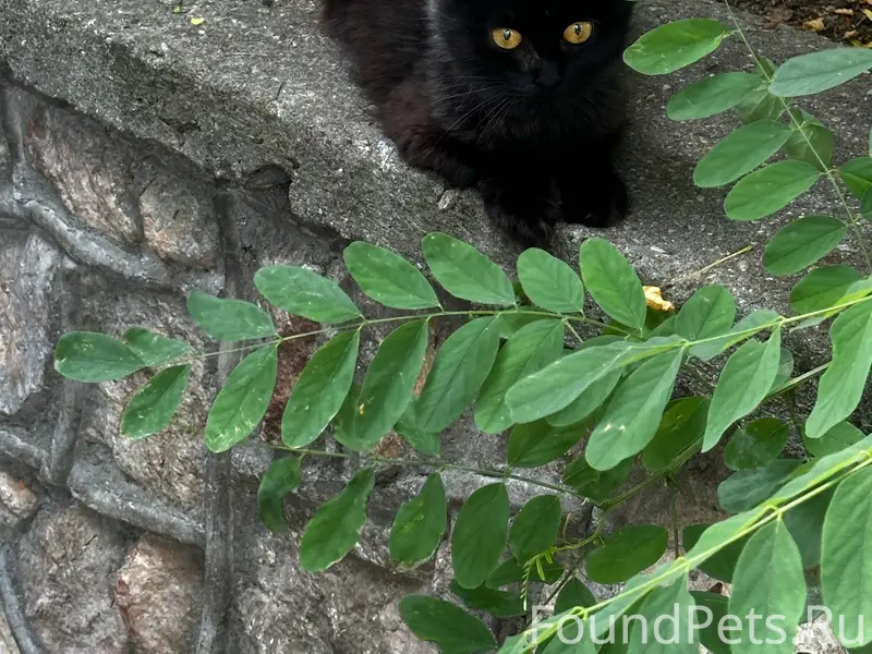 Найдена шотландская кошка, Адмирала Азарова