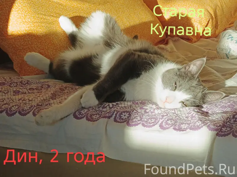 Пропал кот, Старая Купавна