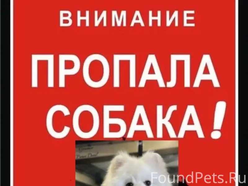 Пропал пёс Тоша, п. Билимбай