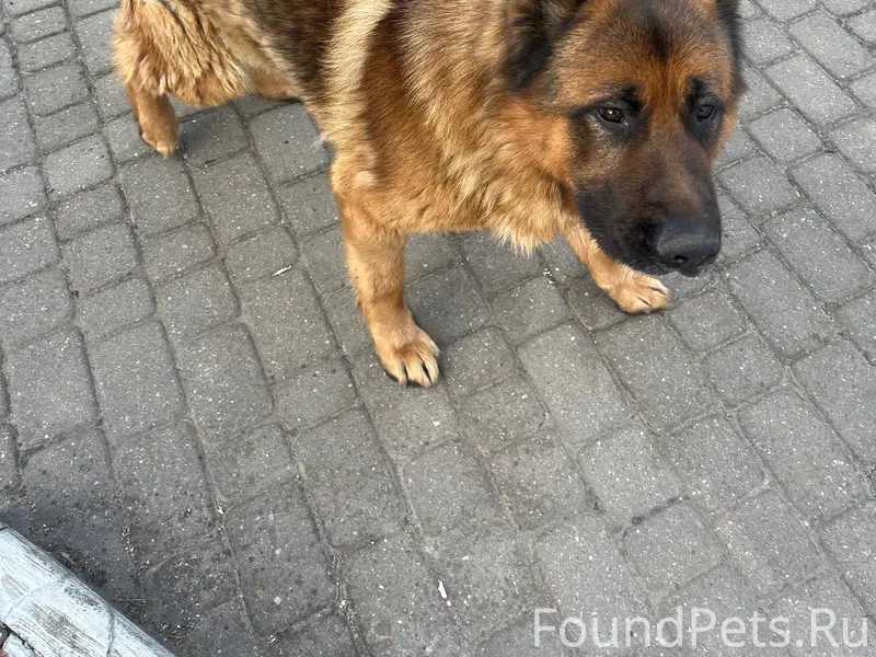 Пропала собака, 