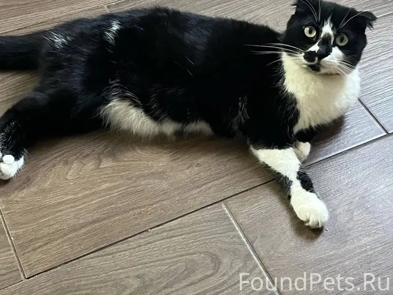 Пропала кошка, П. Майский