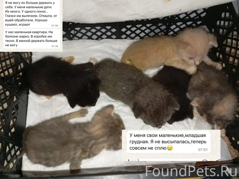 Найдены котята, у дома 53/21Г