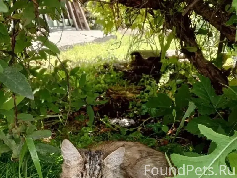 Найдена кошка, район Листвягов