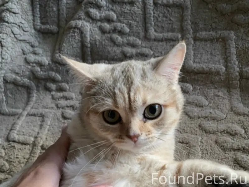 Пропала кошка Буся, Западная