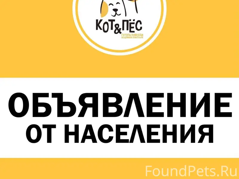 Пропал джек-рассел терьер Джек, деревня Ушаково