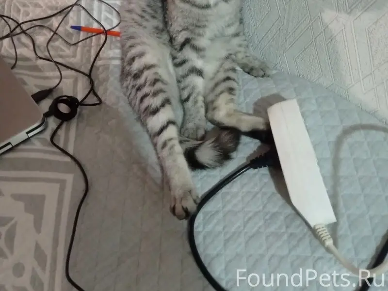 Пропала кошка Мисси