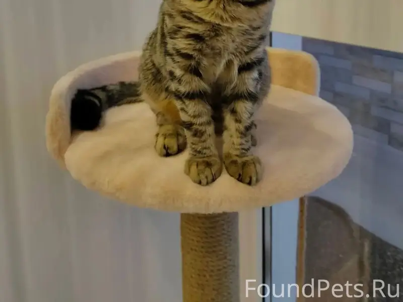 Пропал кот Симба, дом Сокол