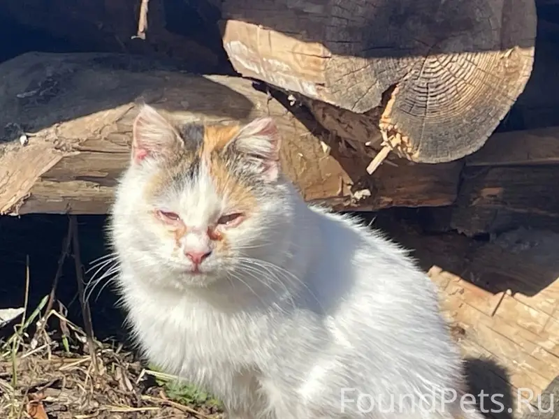 Пропала кошка, улица Новая