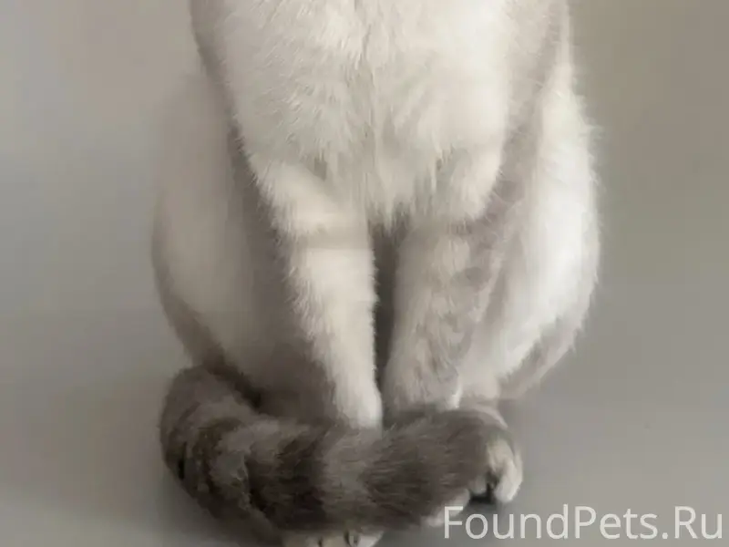 Пропал Тайский кот