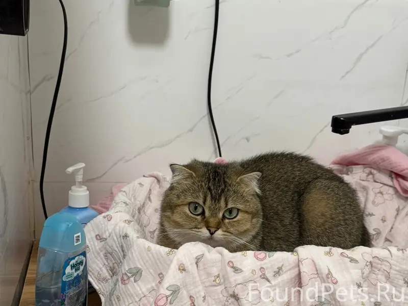 Пропала кошка, улица Пионерская