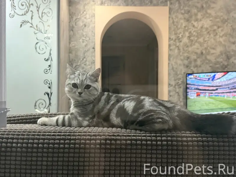 Пропал кот, район пенсионного/интека
